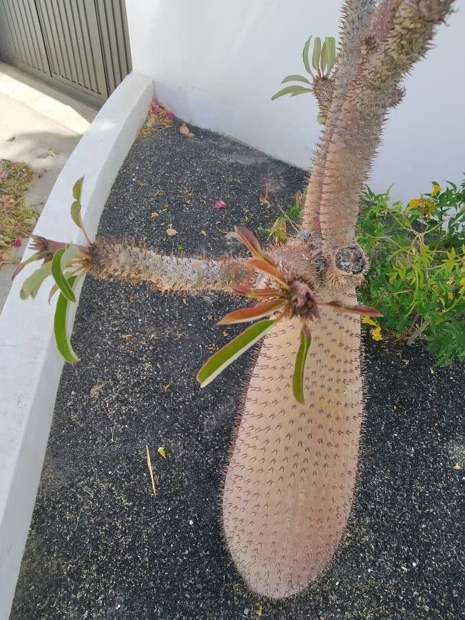Madagaskar-Palme 24