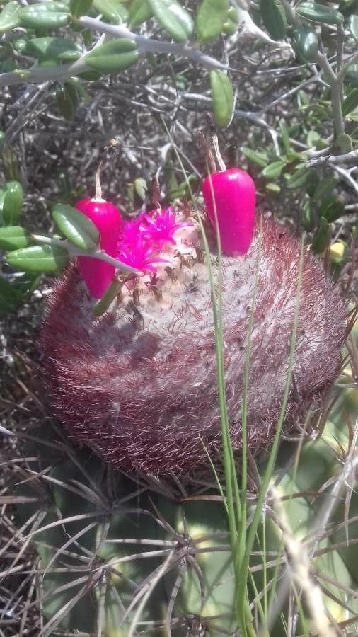 Melocactus 2