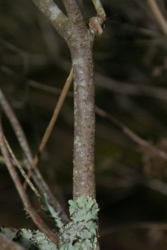Phylica 17