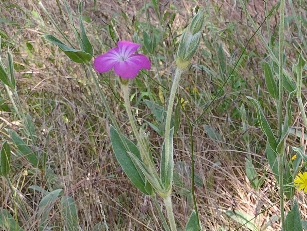 Silene coronaria 21