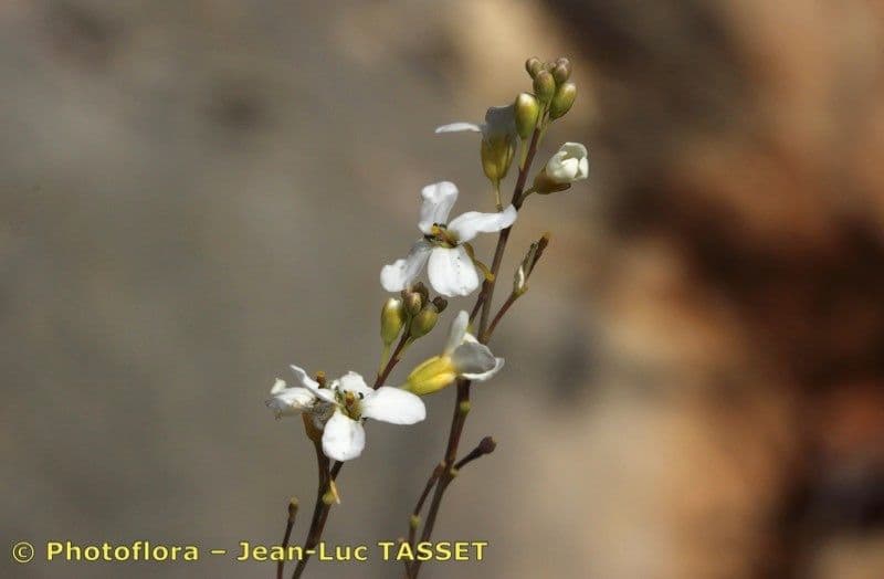 Crambe filiforme 7