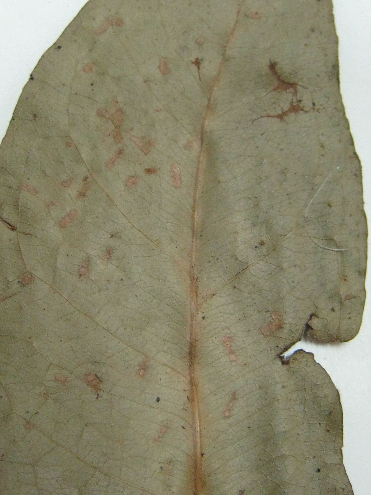 Macrolobium 7