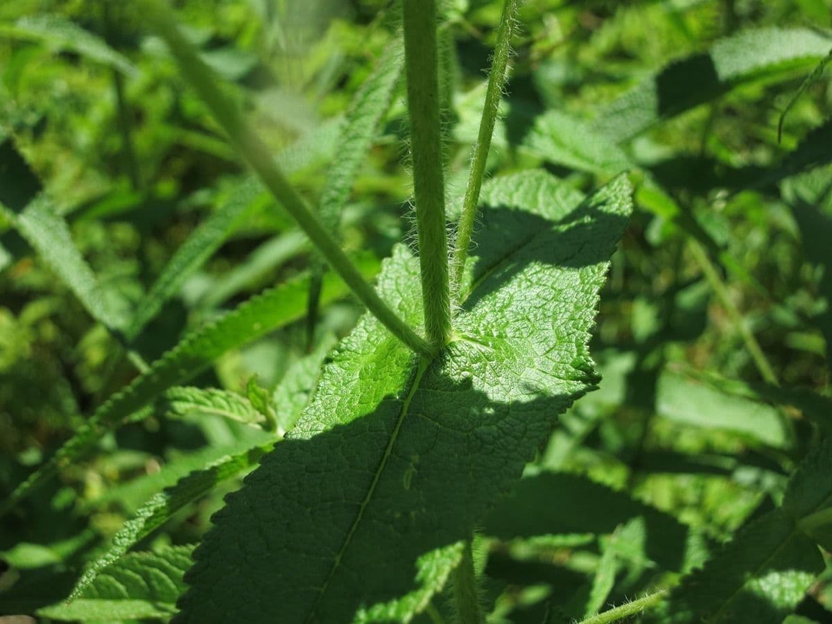 Eupatorio 23