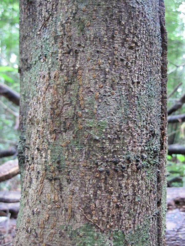 Cupania scrobiculata 14