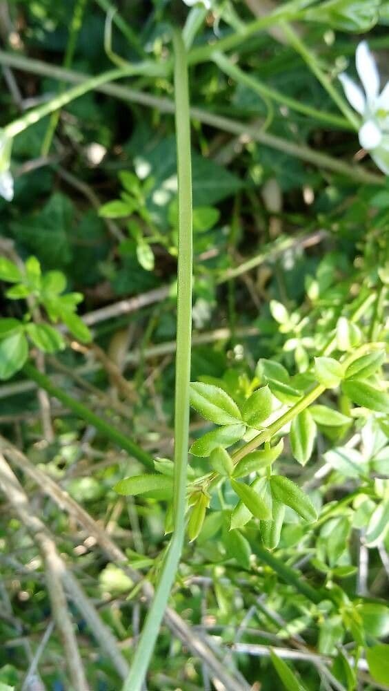 Dolden-Milchstern 17