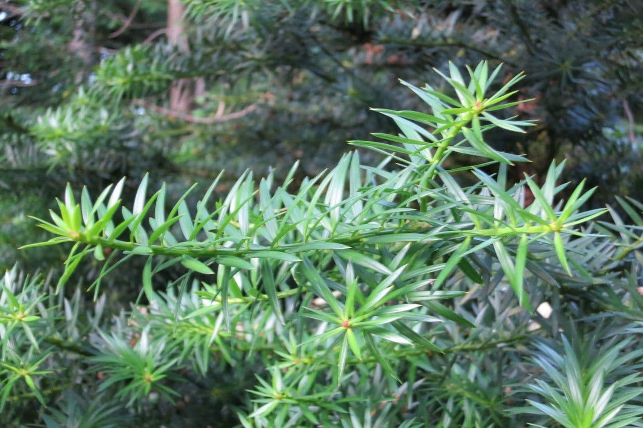 Podocarpus 19