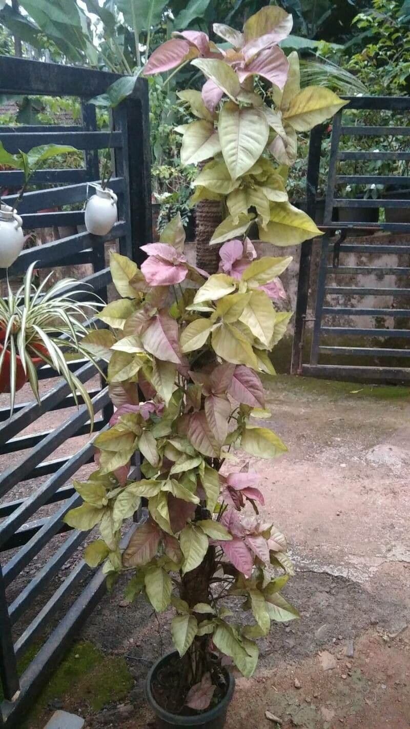 Syngonium 14