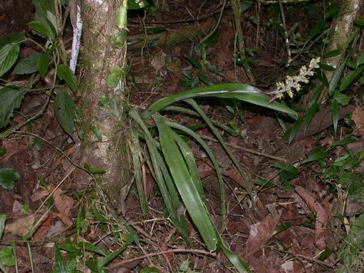 Aechmea 19