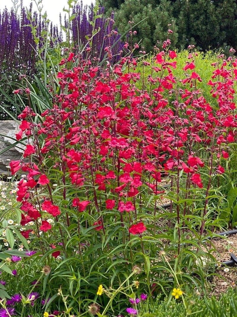 Penstemon barbato 12