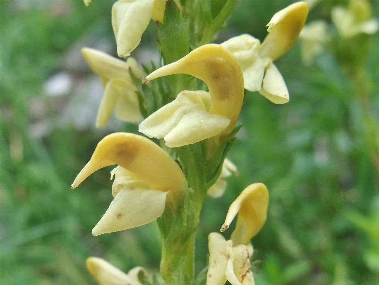 Pedicularis ascendens 2