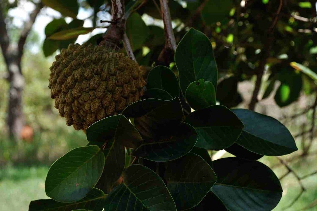 Annona crassiflora