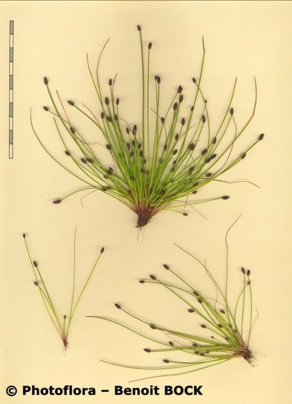 Eleocharis ovata 22