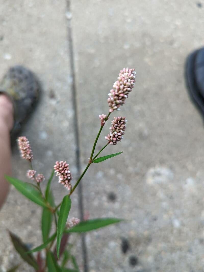 Poligono persicaria 3