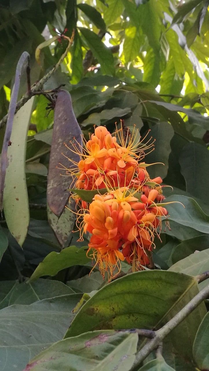 Ashoka 2