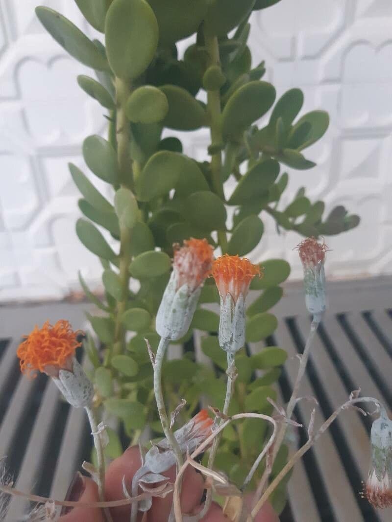 Kleinia 2