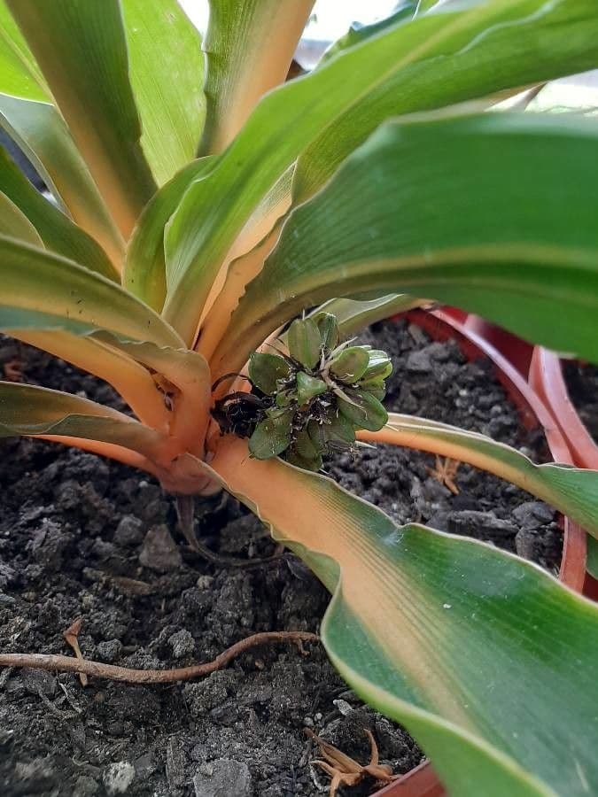 Chlorophytum 2