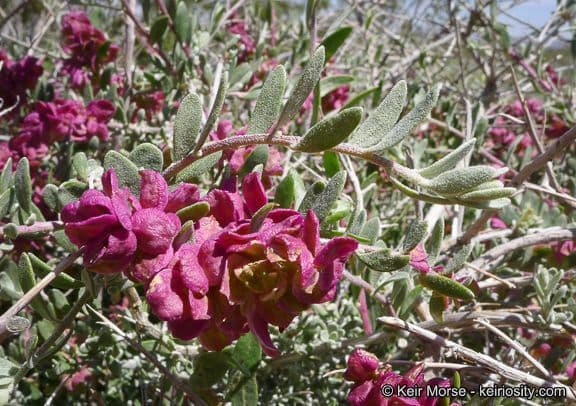 Grayia spinosa 13