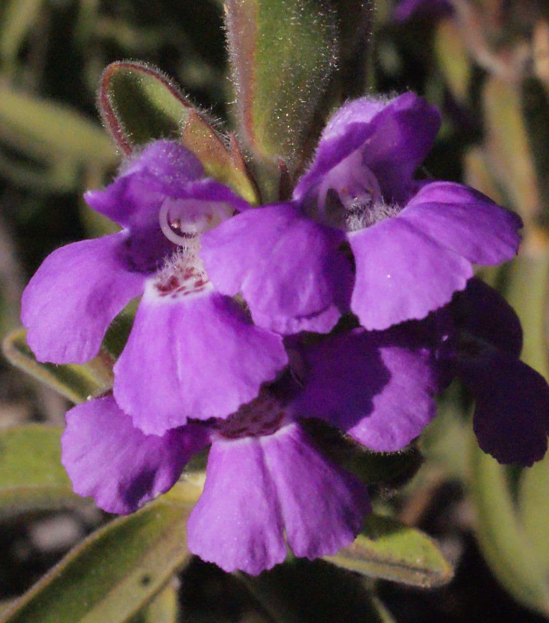 Hemigenia 2