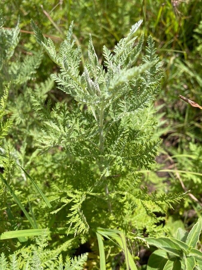 Artemisia afra 9