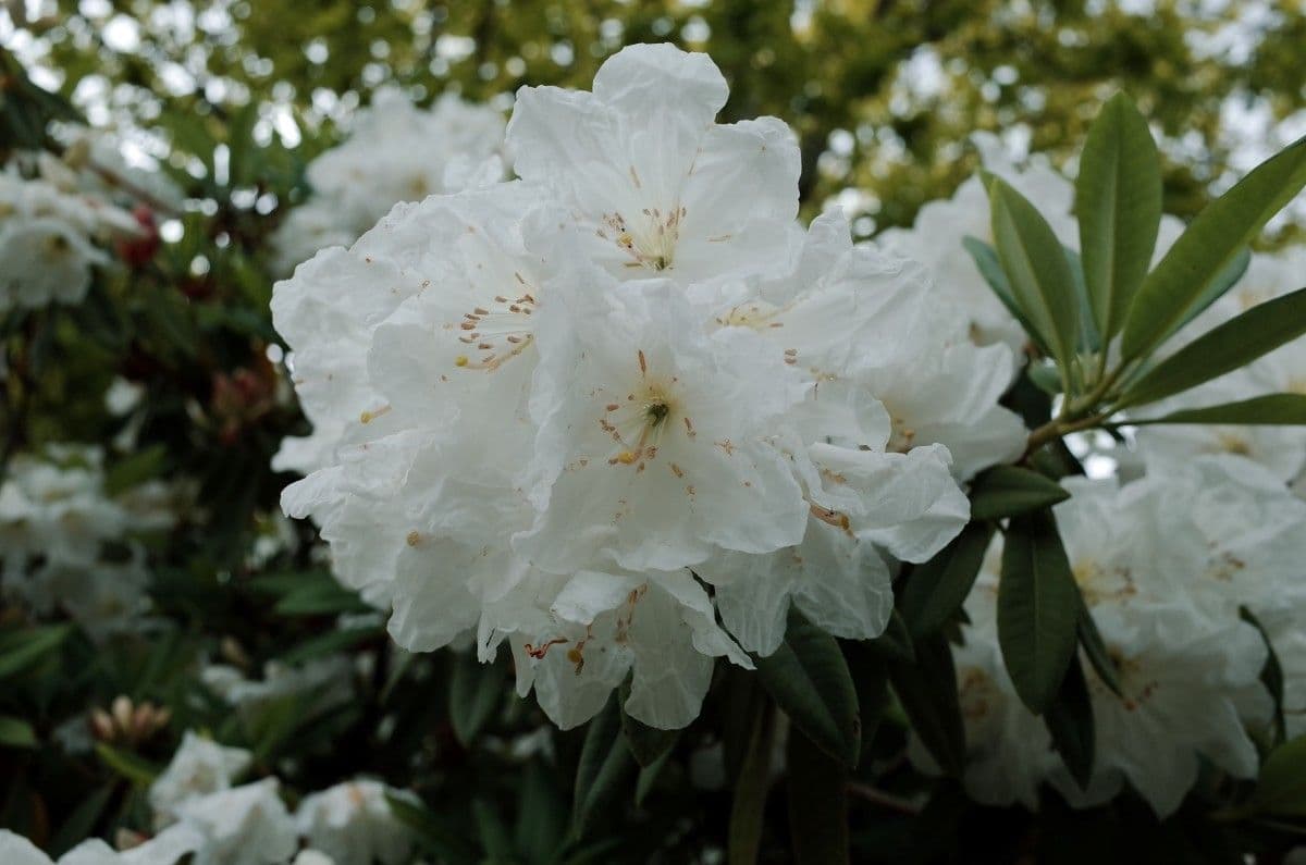 Rhododendron 3