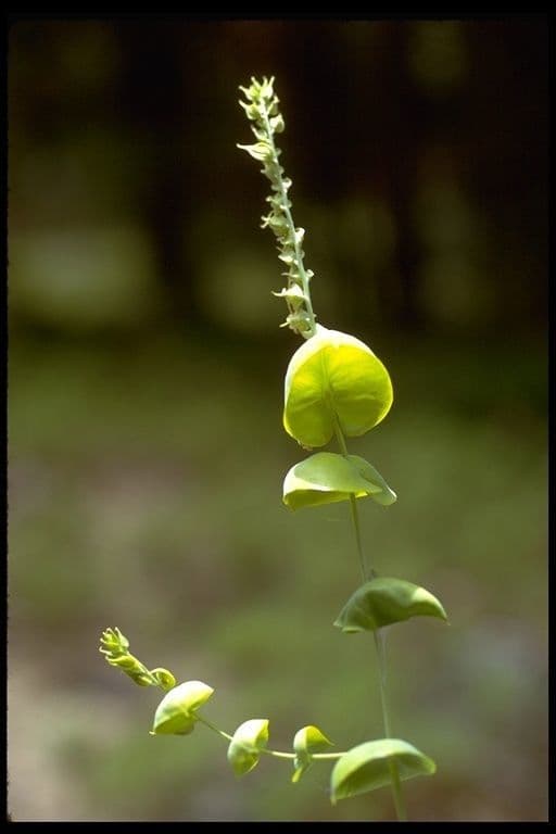 Streptanthus tortuosus