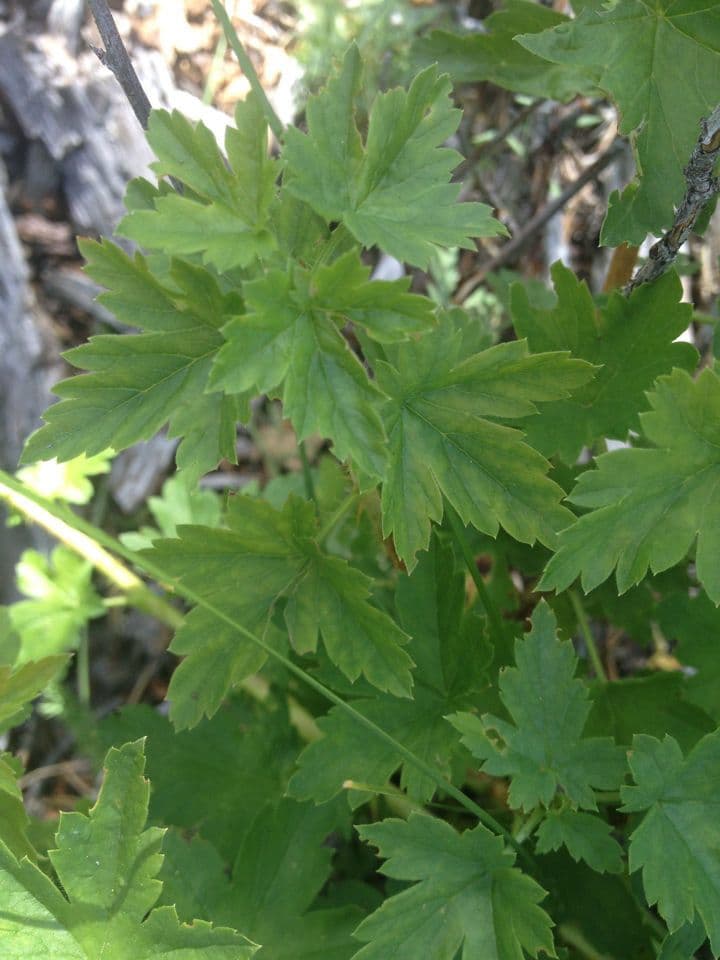 Ribes 9