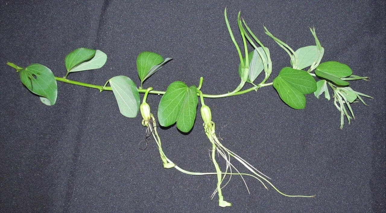 Bauhinia pauletia 2