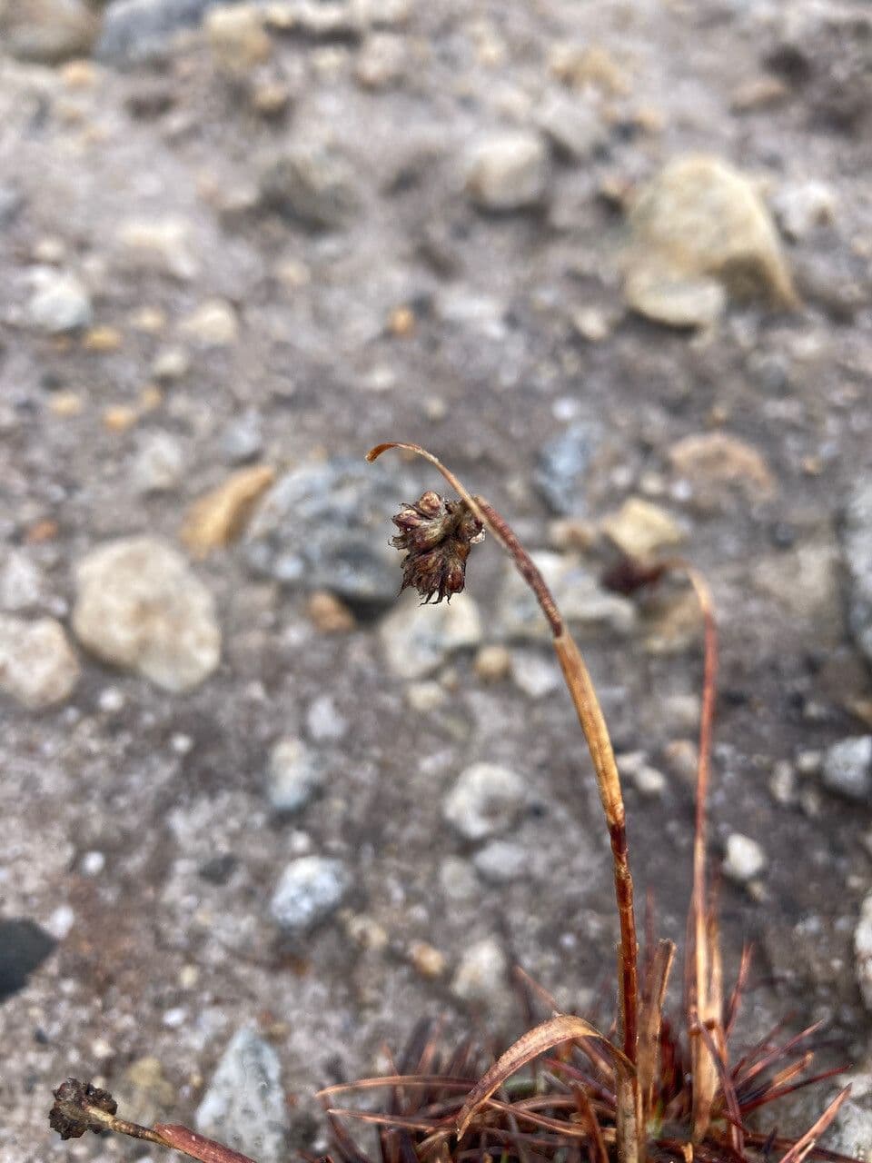 Luzula racemosa
