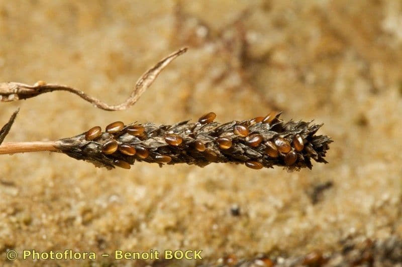 Sporobolus 3