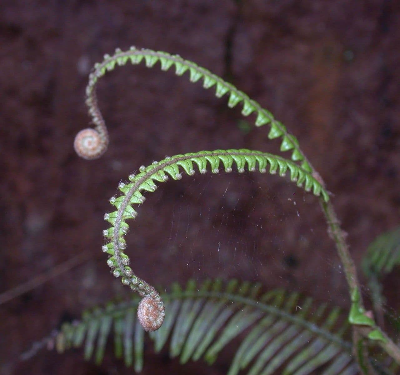Sticherus 2