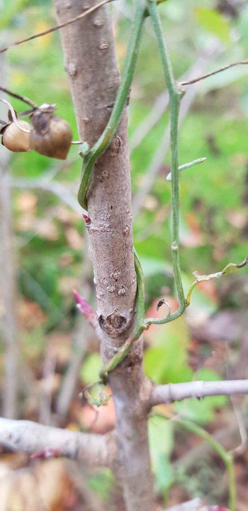 Aronia nera 23
