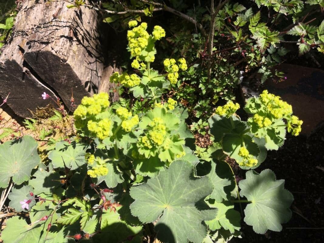 Alchemilla coriacea