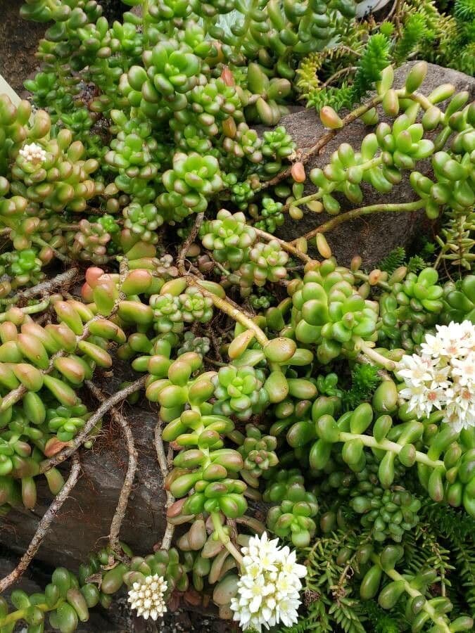Sedum lucido 8