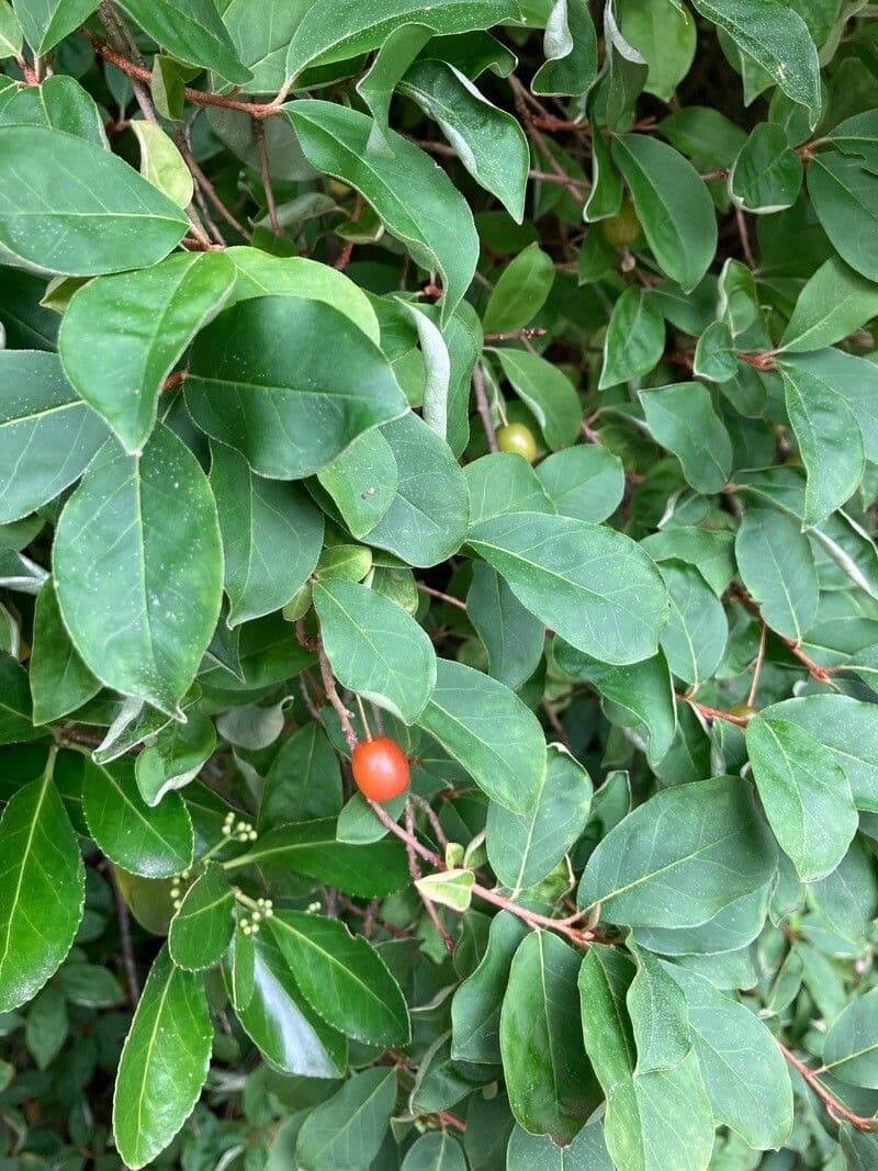 Cotoneaster 17