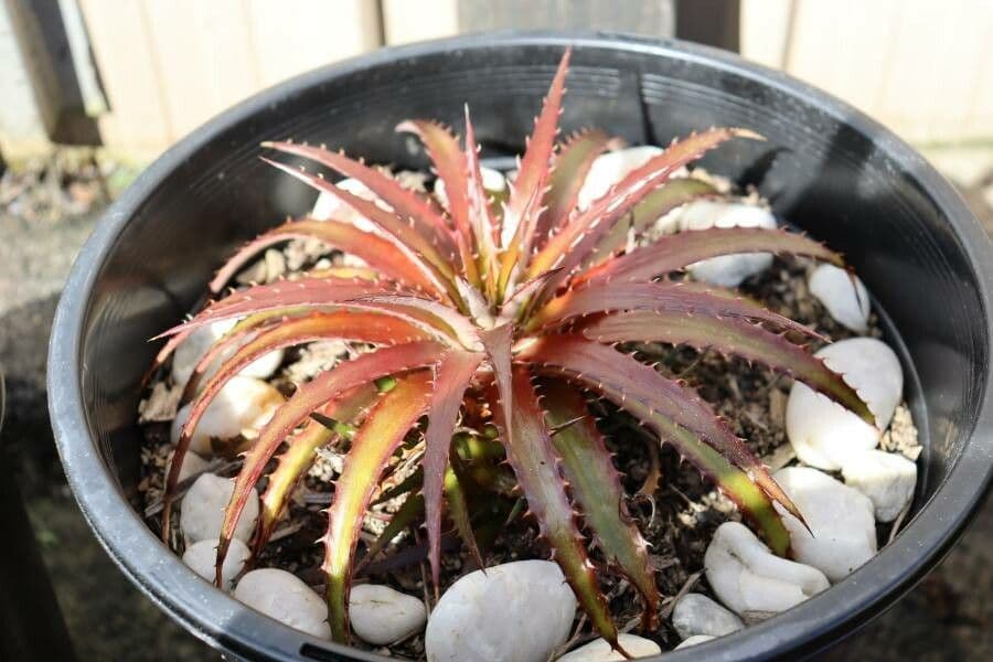 Hechtia 13