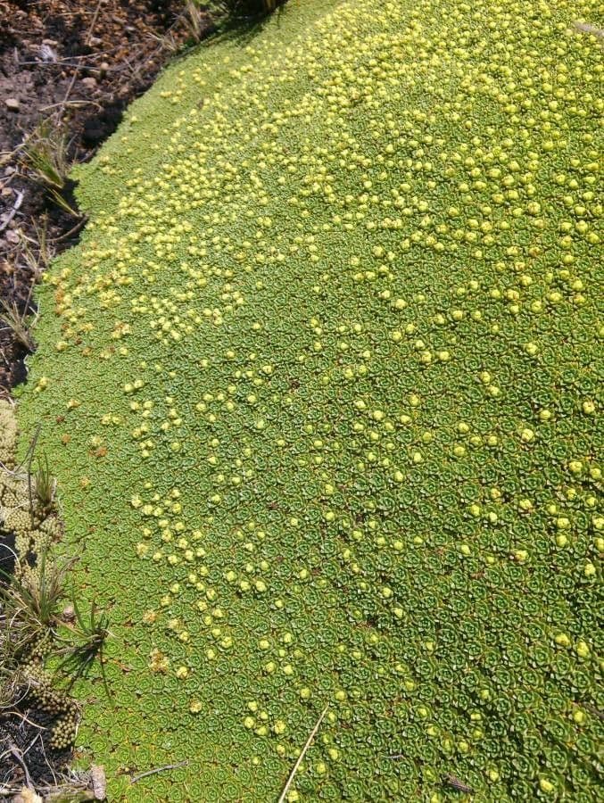 Azorella 5