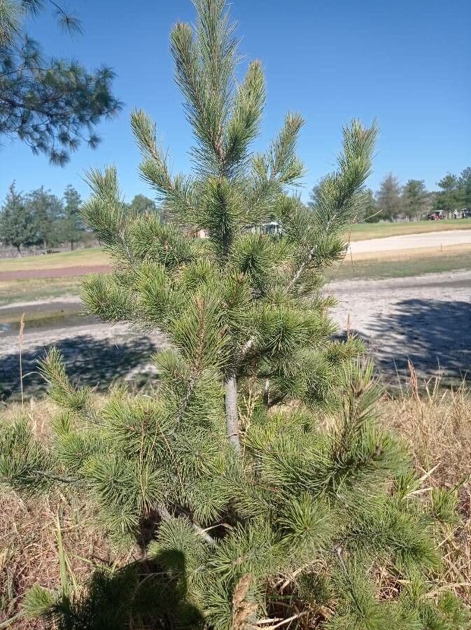 Pinyon pine 15