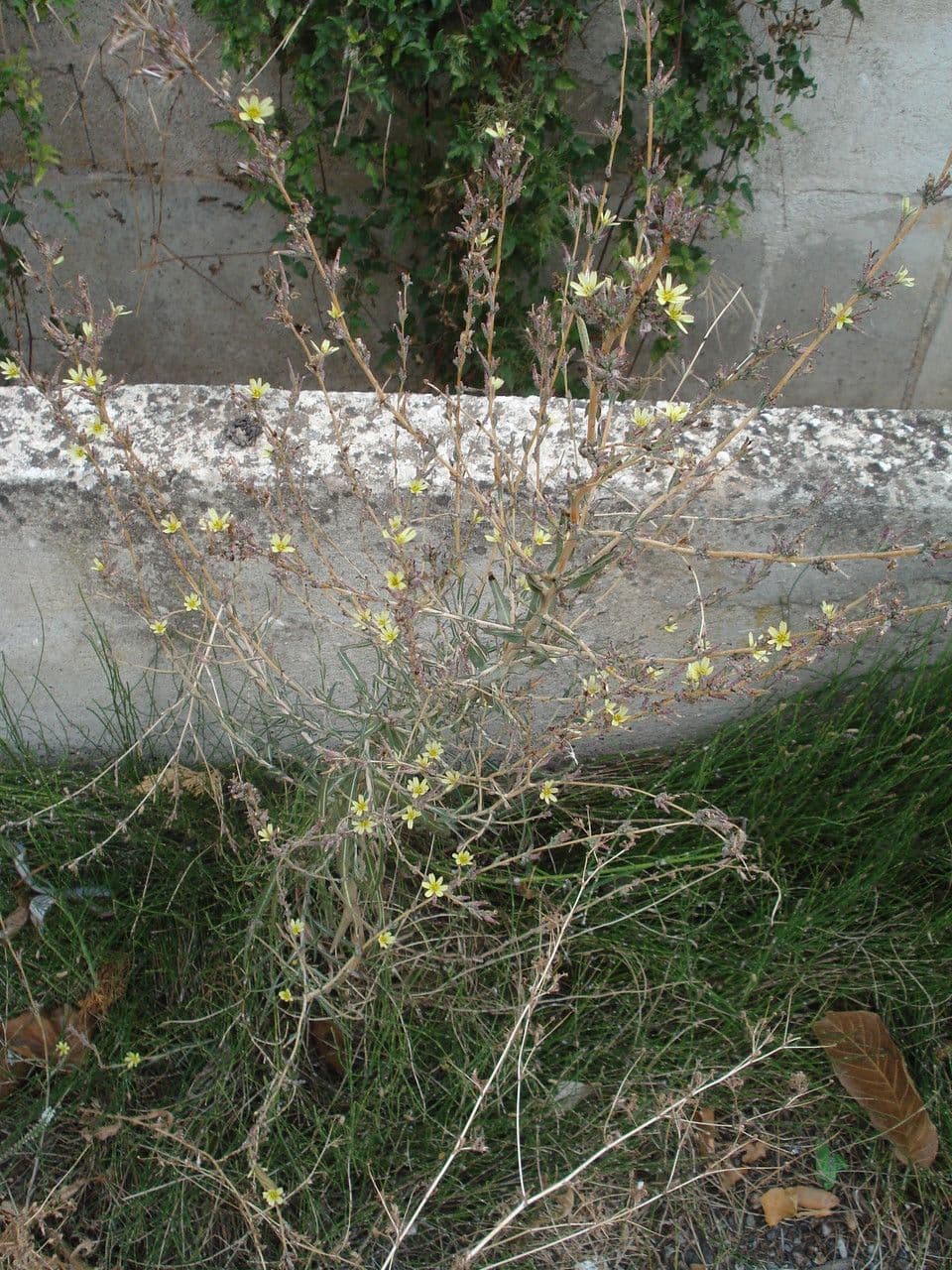 Lactuca saligna 14