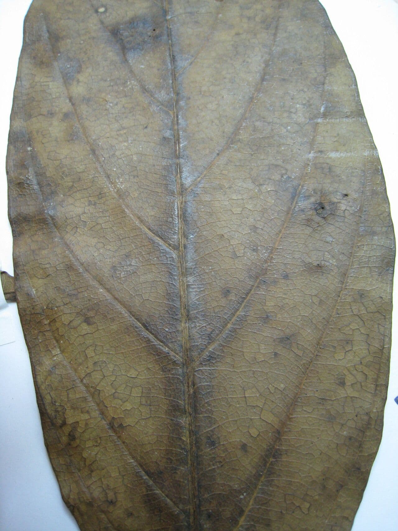 Rhodostemonodaphne 13