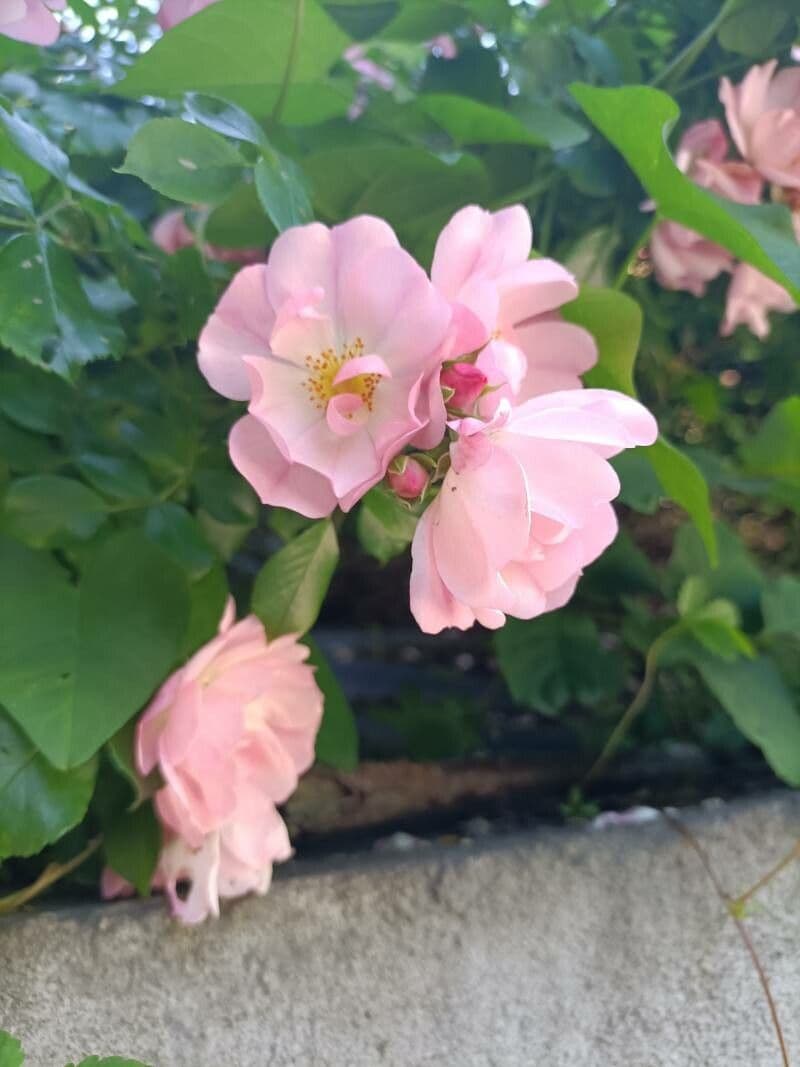 Rosa dei prati 7