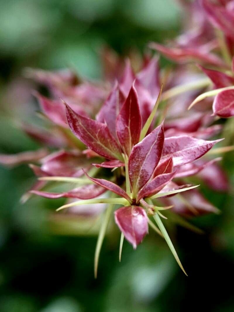Berberys Gagnepaina 20