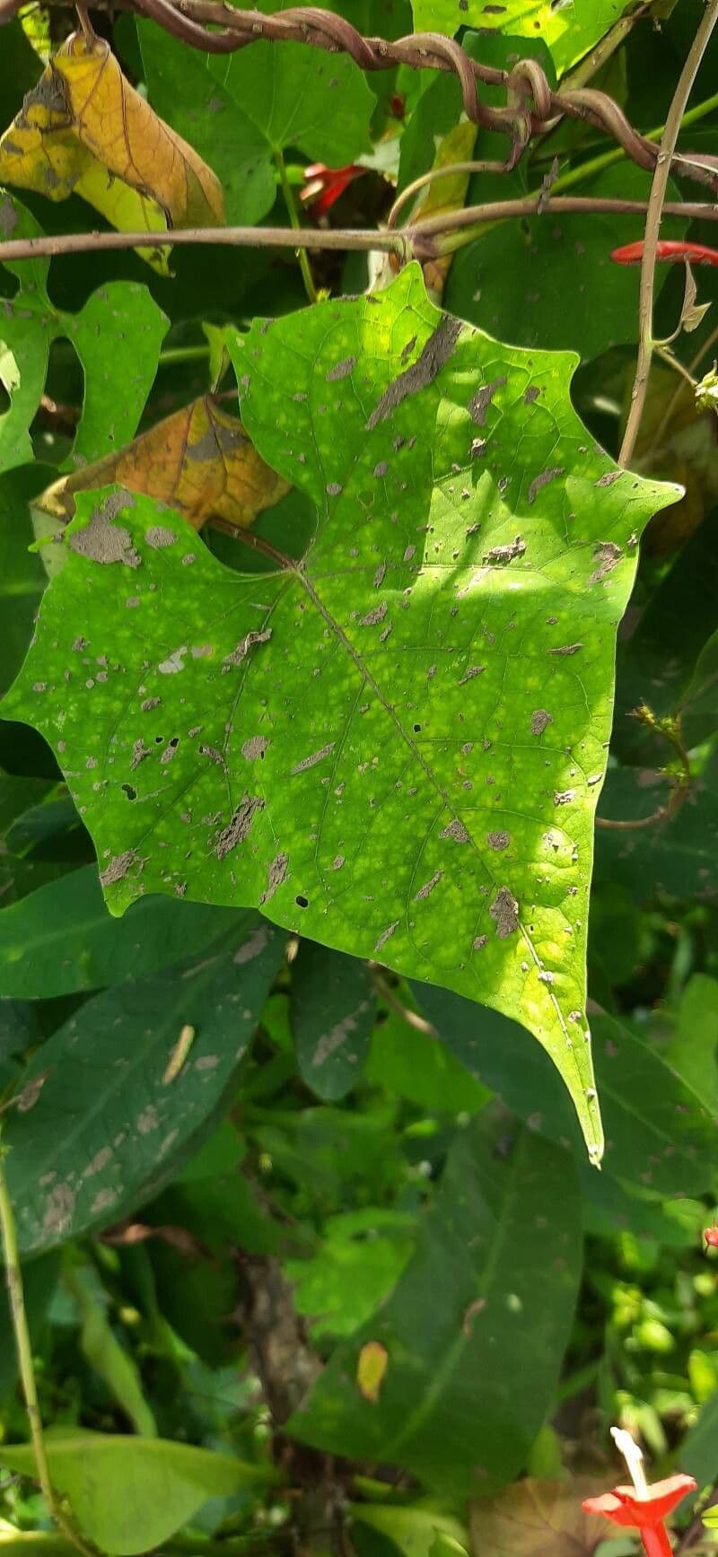 Ipomoea hederifolia 16