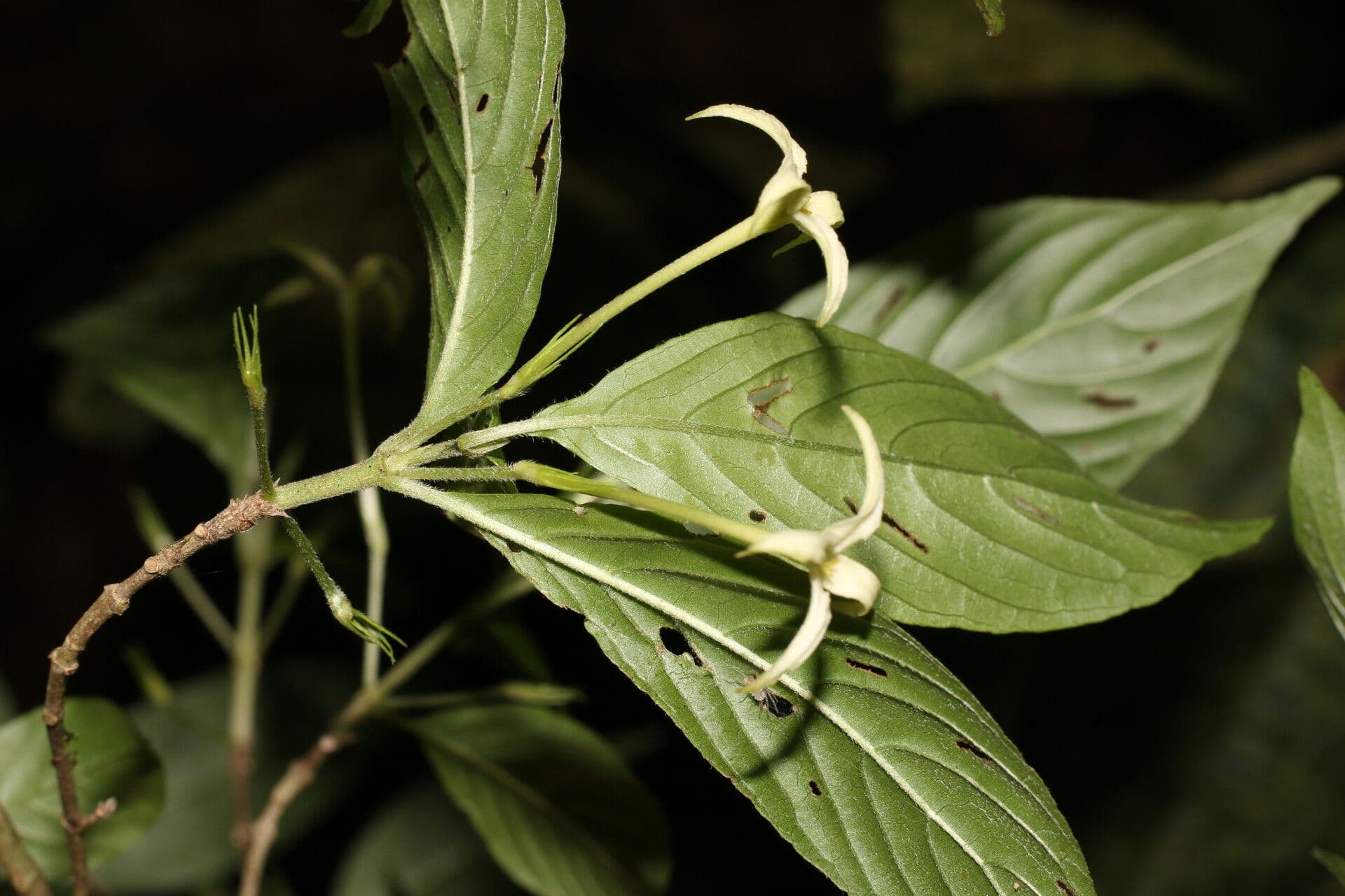 Chomelia 6