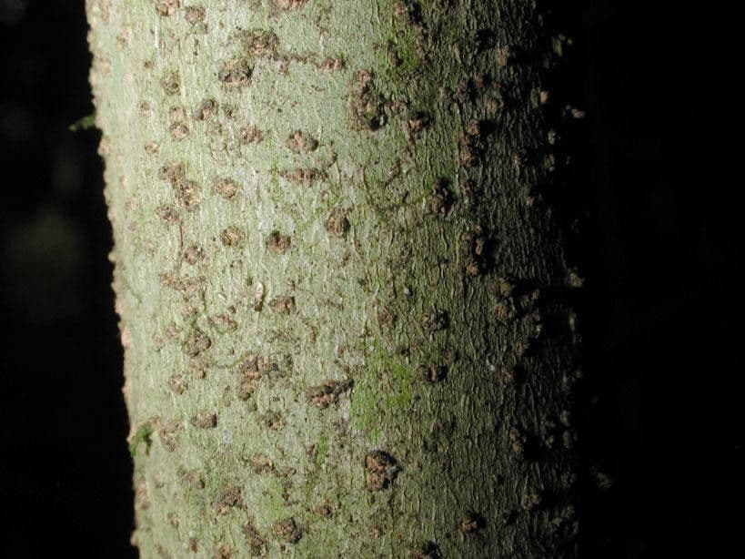 Casearia 23