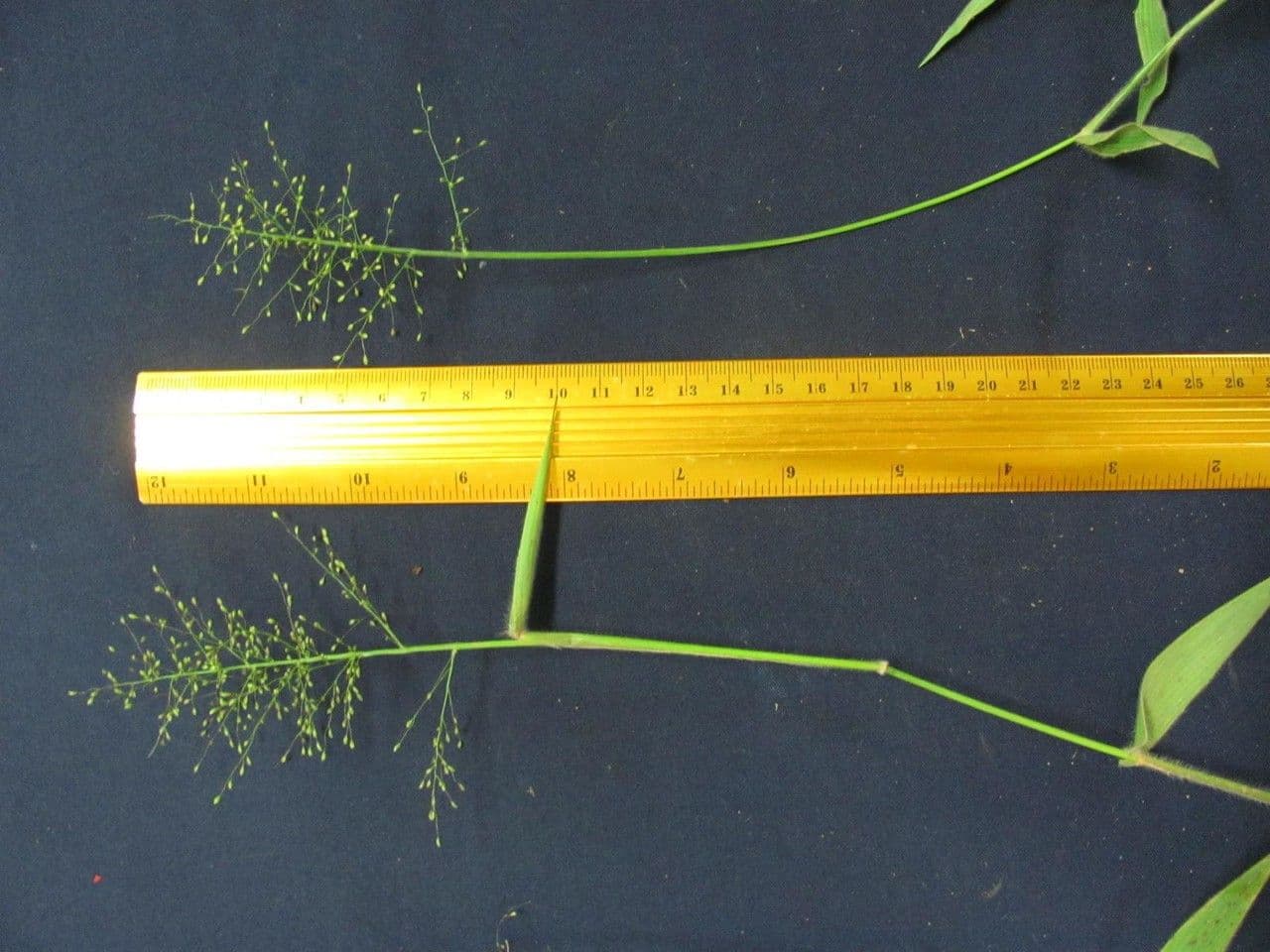 Trichanthecium 3