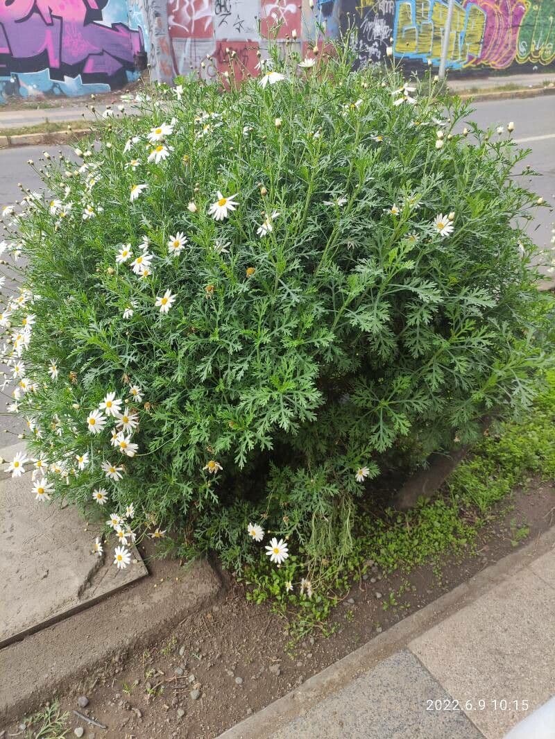 Argyranthemum 15