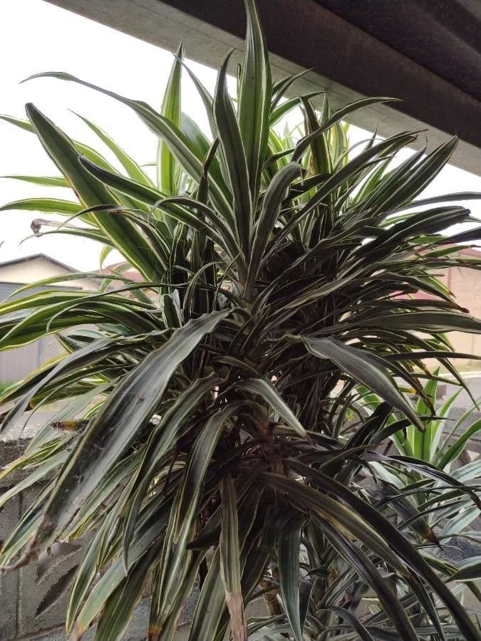 Dracaena 3