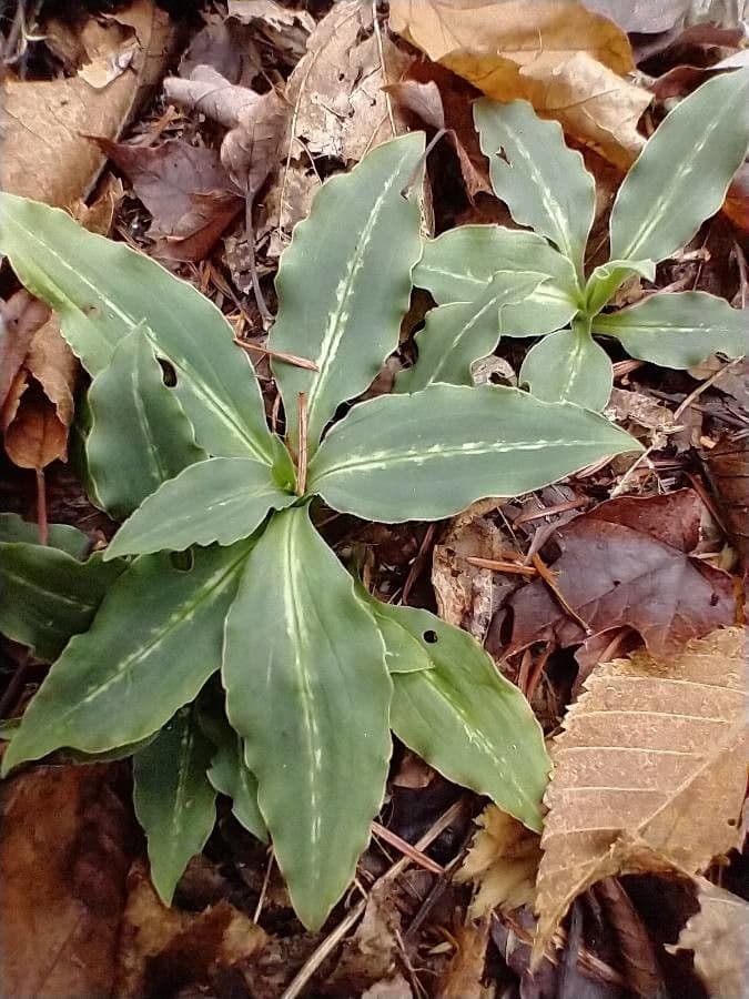 Goodyera oblongifolia 16