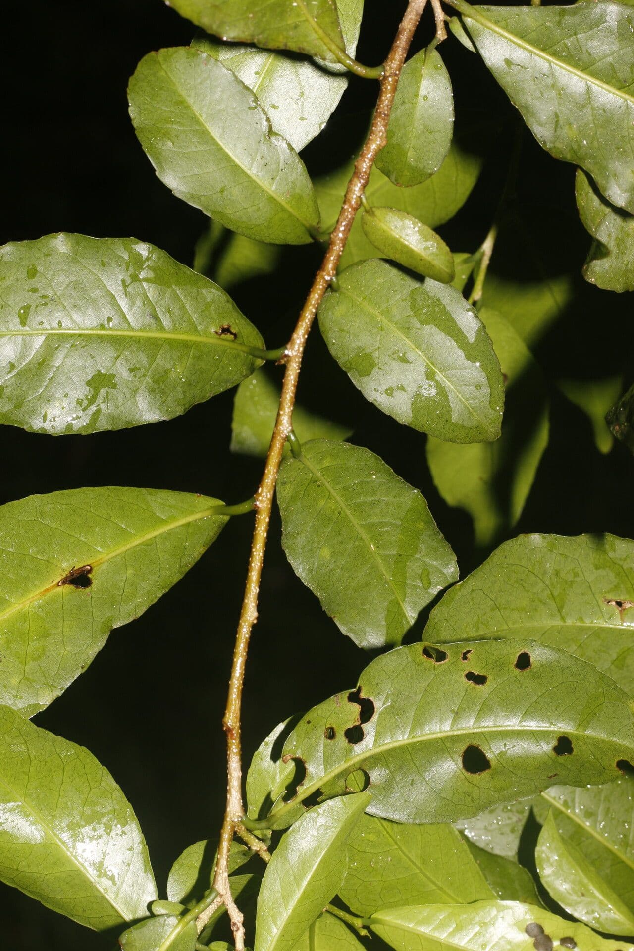 Casearia 9