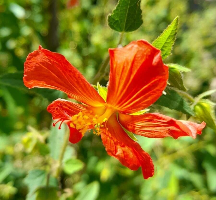 Pavonia 4